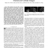 Automatic Segmentation of High-Throughput RNAi Fluorescent Cellular Images