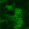 Blind deconvolution for diffraction-limited fluorescence microscopy