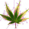 Boosted cannabis image recognition
