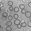 Classification of Segmented Regions in Brightfield Microscope Images