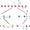 Complexity/performance trade-offs for robust distributed video coding