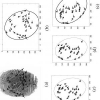 Compound Stochastic Models For Fingerprint Individuality
