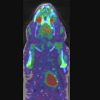 Features of the NIH atlas small animal PET scanner and its use with a coaxial small animal volume CT scanner