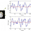 FMRI brain activity and underlying hemodynamics estimation in a new Bayesian framework