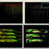 Interactive Visual Analysis of Perfusion Data