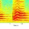 LDV Remote Voice Acquisition and Enhancement