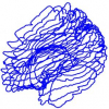 Modeling Brain Anatomy with 3D Arrangements of Curves