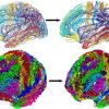 Multi-scale diffeomorphic cortical registration under manifold sulcal constraints