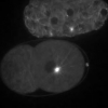 Multiframe sure-let denoising of timelapse fluorescence microscopy images