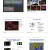 Probabilistic Segmentation and Analysis of Horizontal Cells