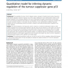 Quantitative model for inferring dynamic regulation of the tumour suppressor gene p53