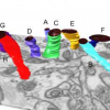 Scalable and Interactive Segmentation and Visualization of Neural Processes in EM Datasets