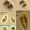 (Semi-)automatic recognition of microorganisms in water