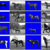 Shape Guided Object Segmentation