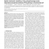 Spatial stochastic modelling of the phosphoenolpyruvate-dependent phosphotransferase (PTS) pathway in Escherichia coli