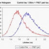 Towards high-throughput FLIM for protein-protein interaction screening of live cells and tissue microarrays