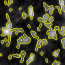Live Cell Segmentation in Fluorescence Microscopy via Graph Cut