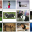 An exploration of diversified user strategies for image retrieval with relevance feedback